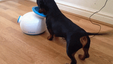 Поздравлениями, смешные таксы гифки