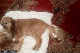 https://i.gifer.com/RH63.gif
