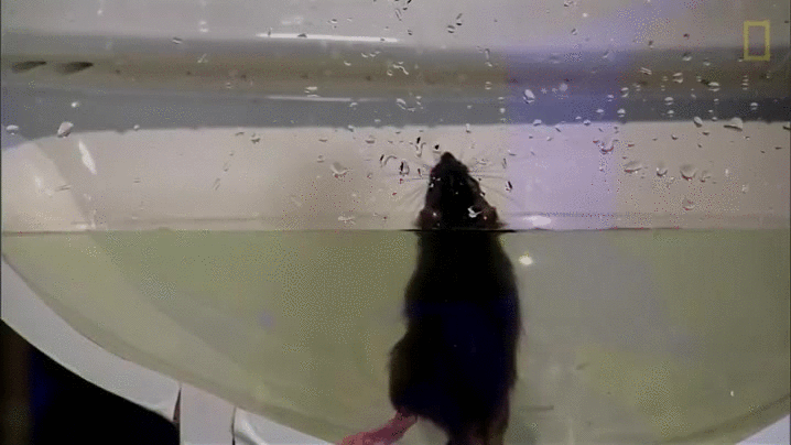 Toilet rat GIF - Find & Download on GIFER Toilet rat GIF - Find & Download on GIFER