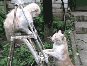 Furieux chaton sauvage GIF sur GIFER - par Yobei