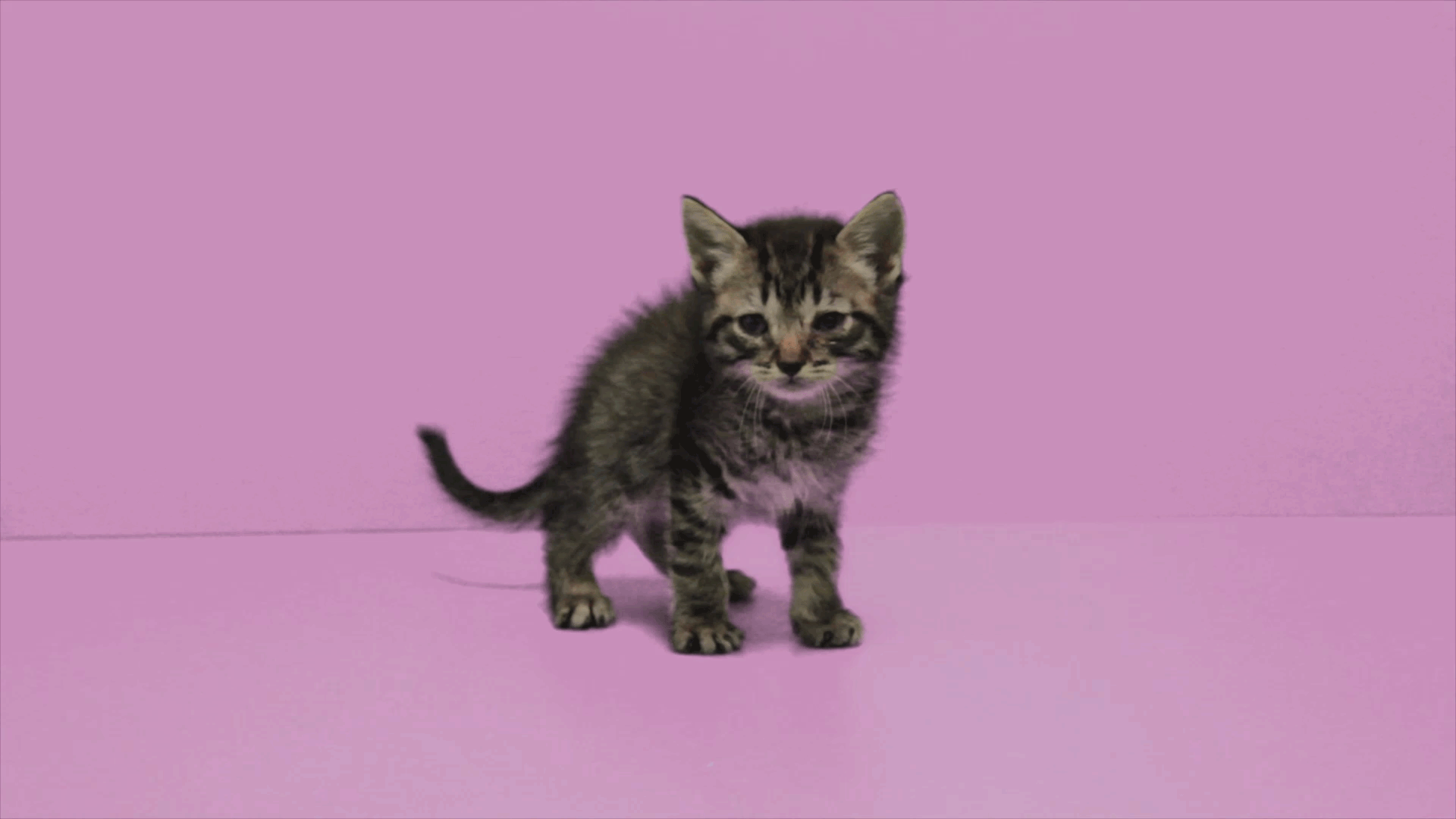 Включи анимацию кота. Движущие котята. Живые кошки. Двигающиеся котики. Котик на розовом фоне.