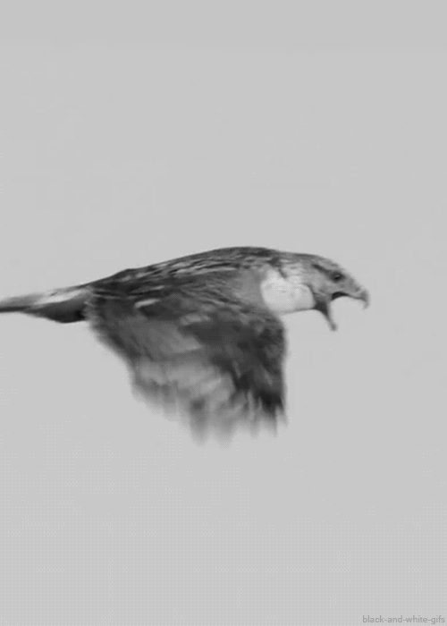 Bird 3d animation black and white GIF - Find on GIFER