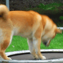 Cachorro hund tiere GIF - Find on GIFER