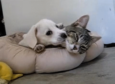 Kittys GIFs - Get the best gif on GIFER