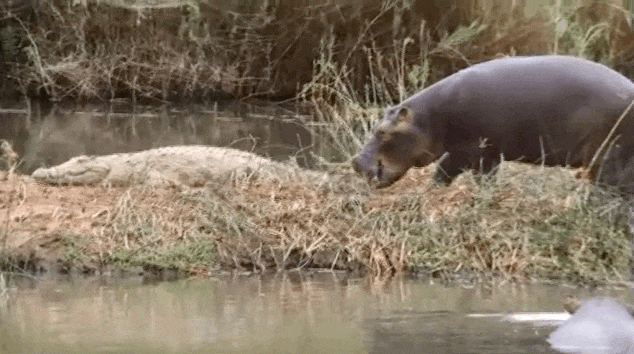 Gif Crocodile Animated Gif On Gifer