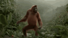 RkB6.gif