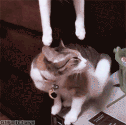 GIF coeur chaton moment - GIF animé sur GIFER