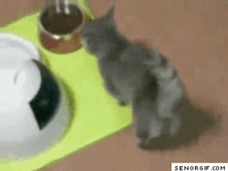 GIF décolleté chaton - GIF animé sur GIFER