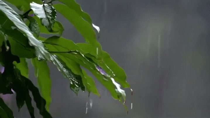 Дождь живая природа