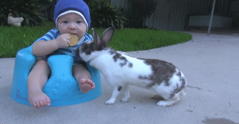 Bebe Bunny Gif Find On Gifer