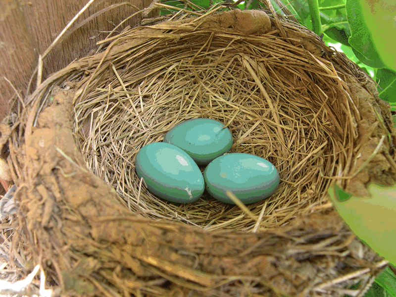 К чему снятся яйца куриные в гнезде. Гнездо с яйцами. Гнездо для птиц.. Яйца птиц в гнезде. Гнездо с яичками птенцы в гнезде.