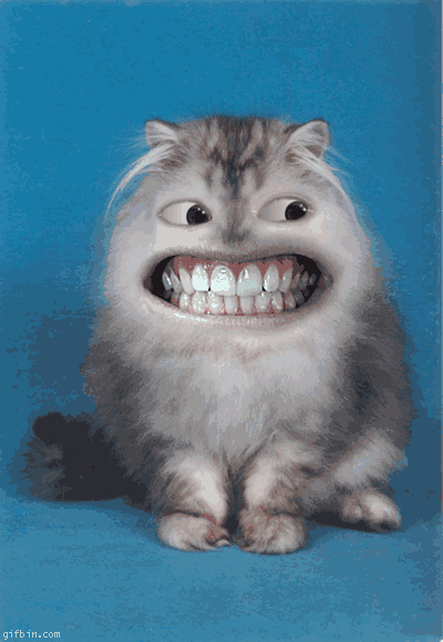 Cat funny cat funny pics GIF - Find on GIFER