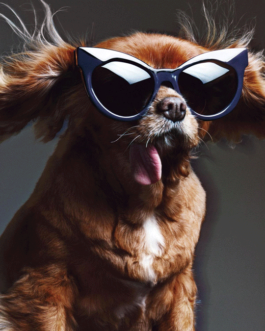 Karen walker sunglasses animals GIF - Find on GIFER