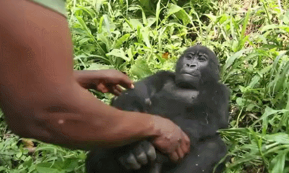 Ребенок малыш горилла гифка.