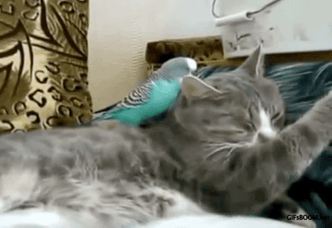 Tiere animais animaux GIF - Find on GIFER