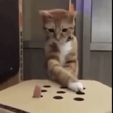GIF thevideobook funny cat - animated GIF on GIFER