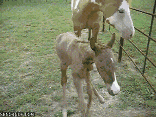 SFLf.gif