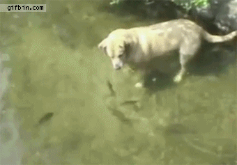 dog catches fish