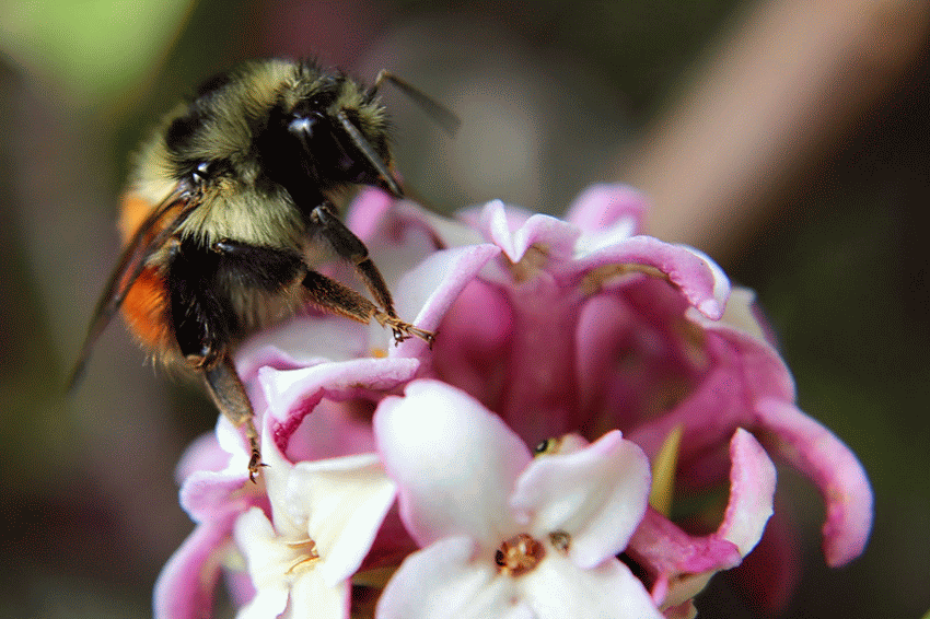 Цветет ива вокруг нее летают шмели. Пчела на медунице. Шмель на медунице. Шмель опыляет. Шмель опыляет цветы.