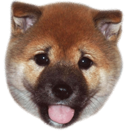 Licking Happy Gif Find On Gifer