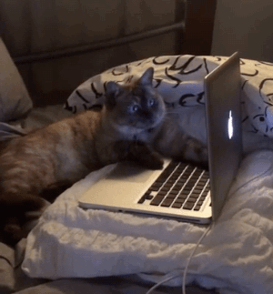 Laptop cat animals GIF - Find on GIFER