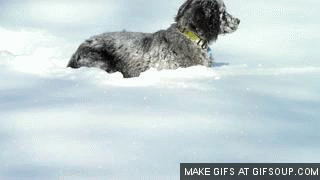 GIF squirrel animated GIF on GIFER