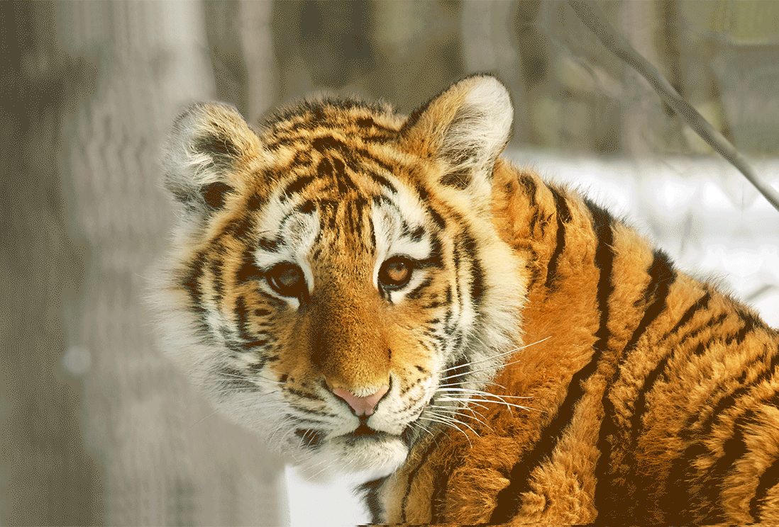 Tiger GIF - Find on GIFER