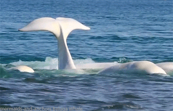 Dolphin rape gif