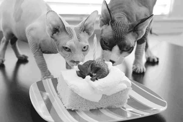 Кот ест торт гифки
