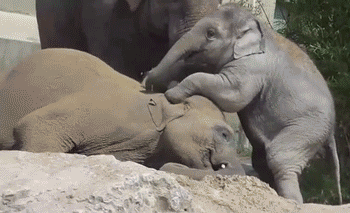 Download GIF way, attention, well, elephant, or share mom animation You can...