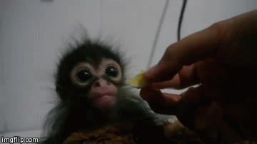 Baby Monkey Monkeys Gif Find On Gifer