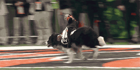 Funny s dog dogs GIF - Find on GIFER Funny s dog dogs GIF - Find on GIFER