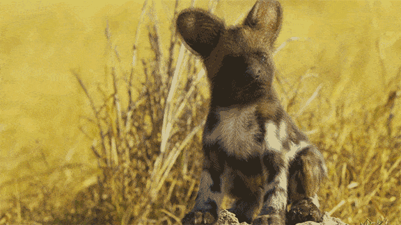 Cute animals nature GIF - Find on GIFER