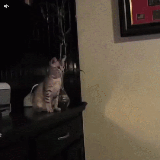 Кот прыгает. Кот прыгает со шкафа. Кот готовится к прыжку гиф. Котик прыгает в камеру.