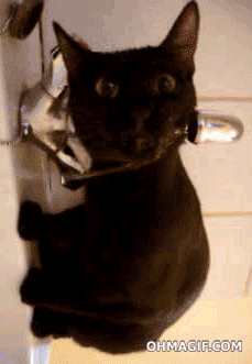 Agua Tiere Animais Gif Find On Gifer