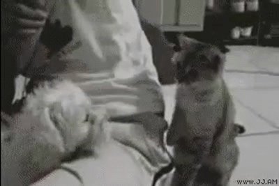 Si3f.gif