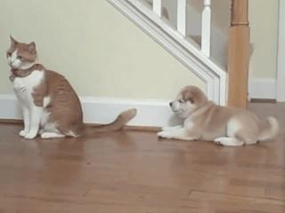 Cat Puppy Shiba Inu Gif Find On Gifer