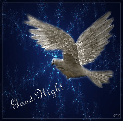 Спокойной ночи птицы. Спокойной ночи голуби. Спокойной ночи Голубка. Доброй ночи с птичками.