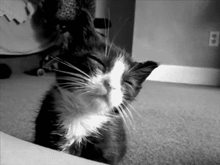 Гифка котик кошка гиф картинка, скачать анимированный gif на GIFER