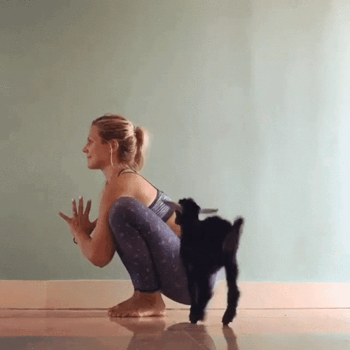 dog yoga gif