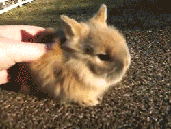 Featured image of post Bunny Gif Wallpaper