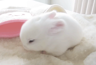 cute baby bunny gif