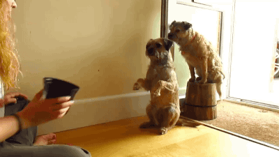  GIF  dog animals trick  animated GIF  on GIFER
