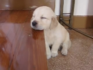 Cute puppy GIF - Find on GIFER