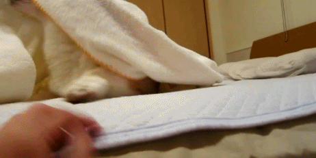 Трется об шорты. Спрятался под одеялом. Одеяло гифка. Кот выглядывает из под одеяла. Трется об одеяло.
