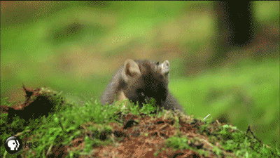 Cute animals nature GIF - Find on GIFER