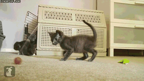 Cat spin goes GIF Find on GIFER