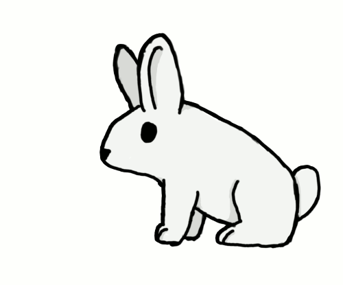 rabbit gif