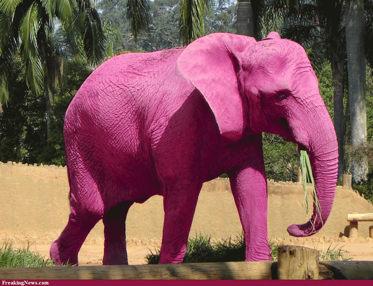 Слоники цвета. Розовый слон. Розовые слоны. Розовый Слоник. Розовых слонов.