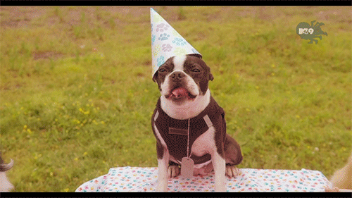 a chewing Boston Terrier dog with a tag and birthday hat 